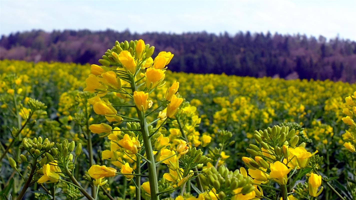 Zwischen Calw-Stammheim und Gechingen erfreut die Rapsblüte Klaus Pfisterer aus ...