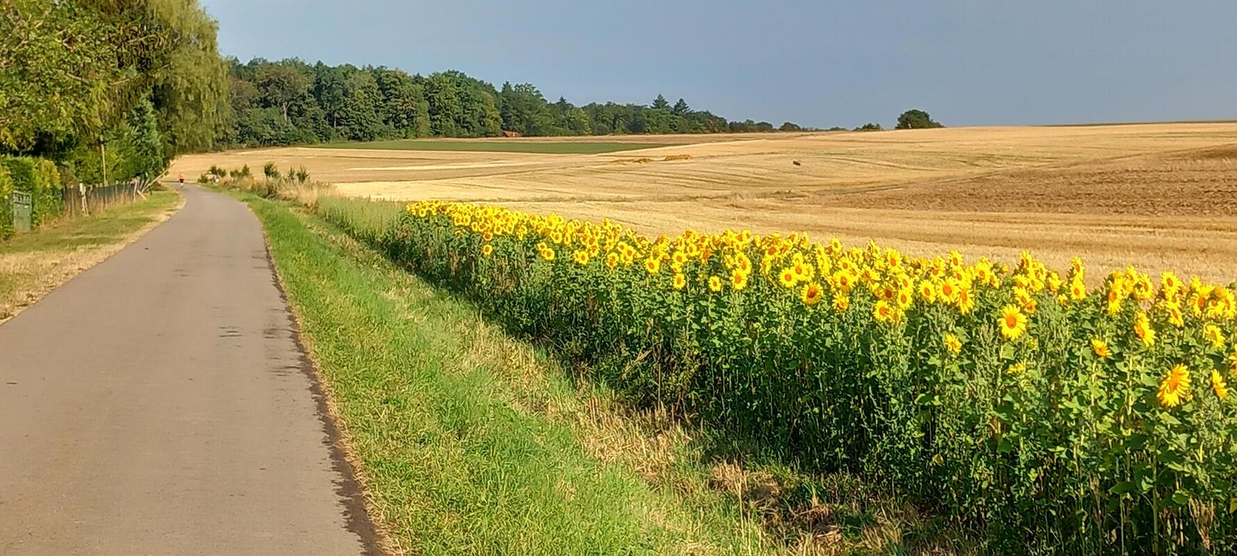 Zwischen Oberjesingen und Deckenpfronn.  Von Klaus Pfisterer.