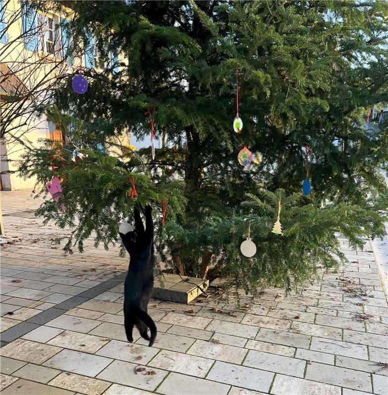 (erschienen 17.12.25) für Insta verwendet.  Tierische Unterstützung beim Schmück...