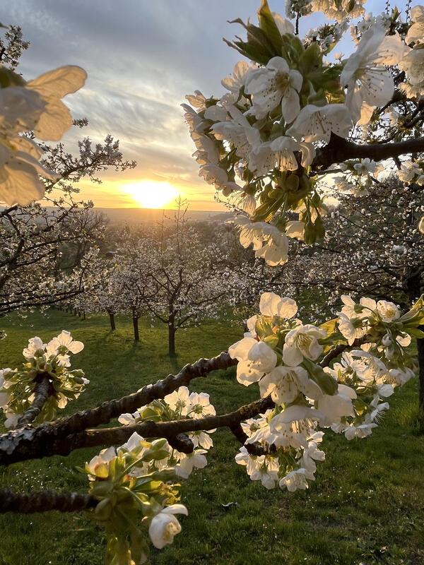 (erschienen 18.04.) Kirschblüte zur goldenen Stunde.  Von Cornelia Rinkert aus H...
