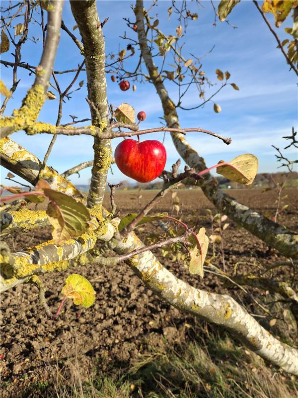 (erschienen) Roter Schatz in der Wintersonne.  Von Viktoria Ormos aus Jettingen.