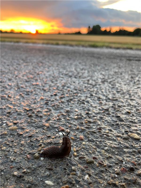 erschienen für Insta verwendet. Eine Nacktschnecke die den Sonnenuntergang ansch...