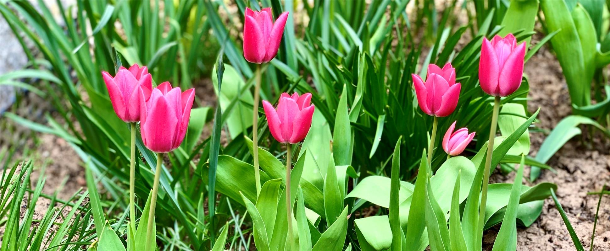 es ist Zeit für Tulpen, findet Minja Rollinson aus Gäufelden. 