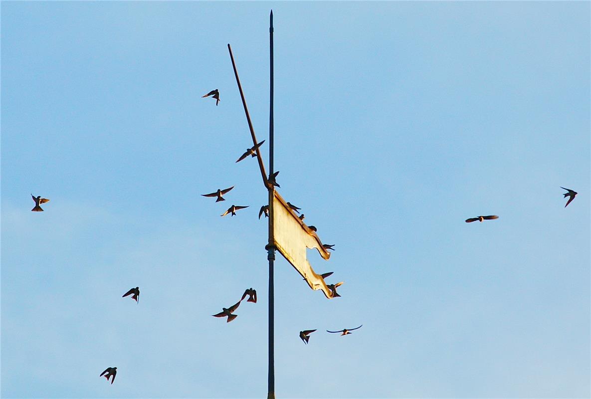 für Insta auch. Erschienen am, 09.09.  Flugakrobaten in Aktion: Zurzeit sammeln ...