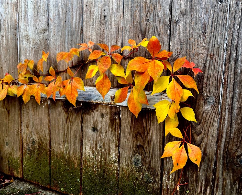 für Insta verwednet. Der wilde Wein mit seiner schönsten Farbe.  Von Eckbert Kai...