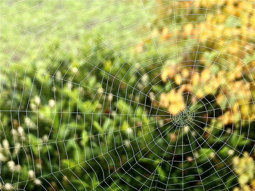 für Insta verwendet. Am Morgen fand ich ein perfektes Spinnennetz am Balkongelän...