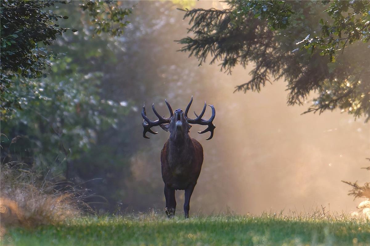 für Insta verwendet. Bald wird es wieder laut im NP Schönbuch, die Hirschbrunft ...
