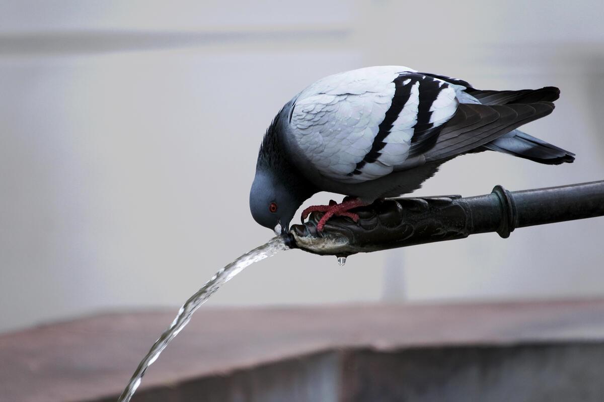 (für Insta verwendet) Bei den Temperaturen sollte man viel trinken.  Von Hans-We...