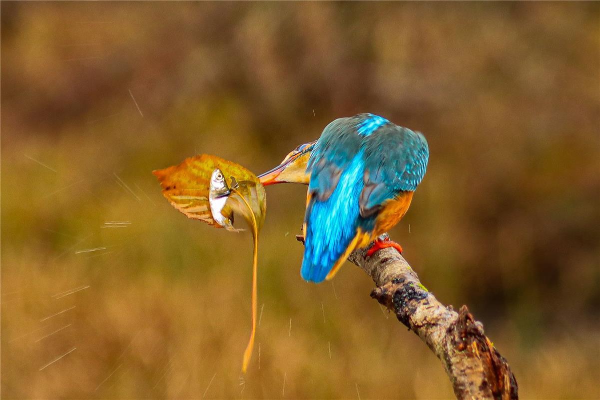 für Insta verwendet. Der Eisvogel.  Von Natalie Politz aus Hildrizhausen.