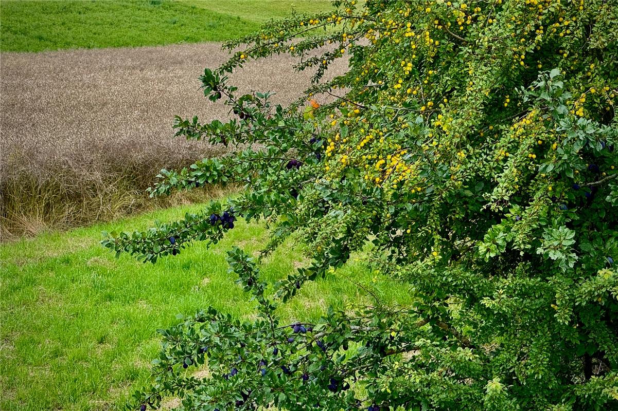 für Insta verwendet. Diversität in der freien Natur.  Von Simon Röhm aus Nufring...