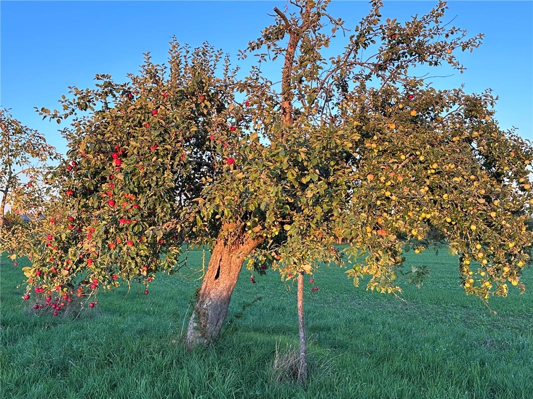 für Insta verwendet. Ein Apfelbaum mit roten und gelben Früchten.  Von Anja Schn...