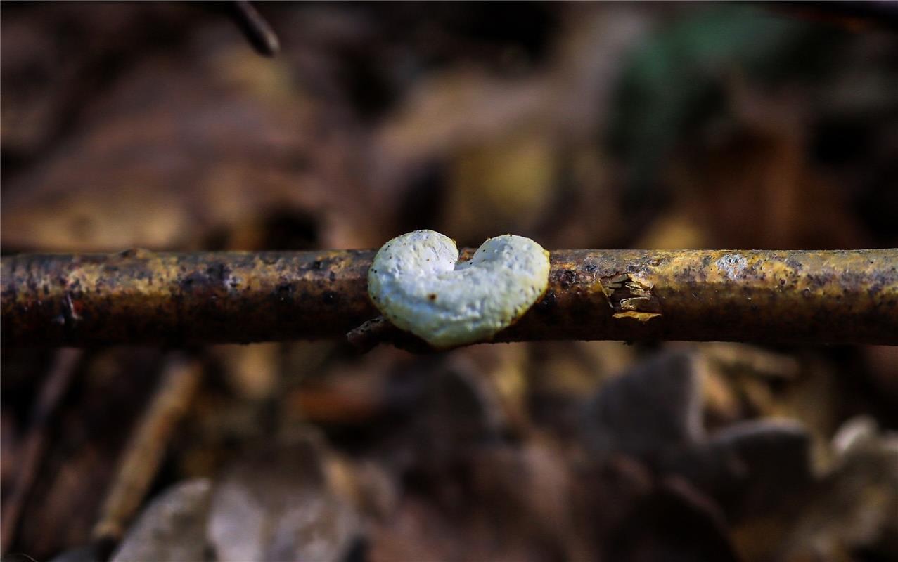 für Insta verwendet. Ein Baumpilz in einer Herzform ...  Von Natalie Politz aus ...