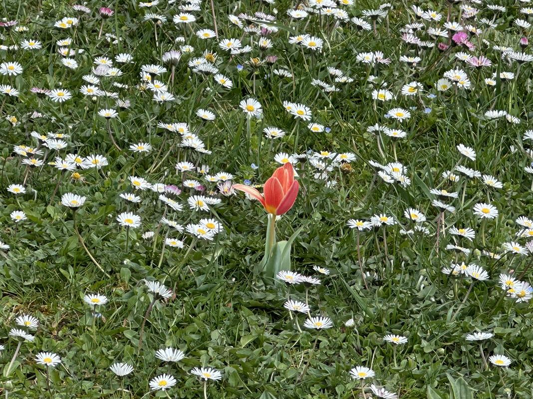 für Insta verwendet. Ein Naturschauspiel: Königin des Frühlings inmitten von Gän...