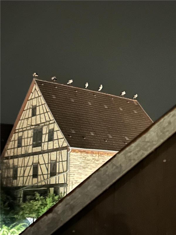 für Insta verwendet, Eine 30-köpfige Schar Störche hat in Gültstein übernachtet....