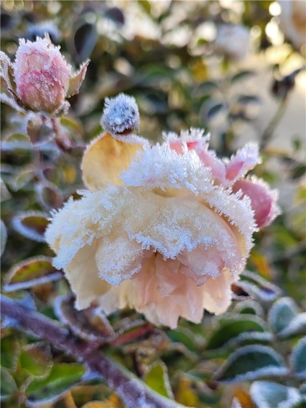 (für Insta verwendet) Eiskristallrosen.  Von Susanne Marquardt.