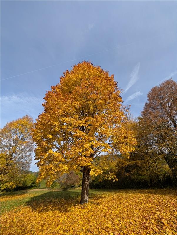 für Insta verwendet. Goldener Oktober am Gültlinger See. Von Uli Hafner aus Deck...