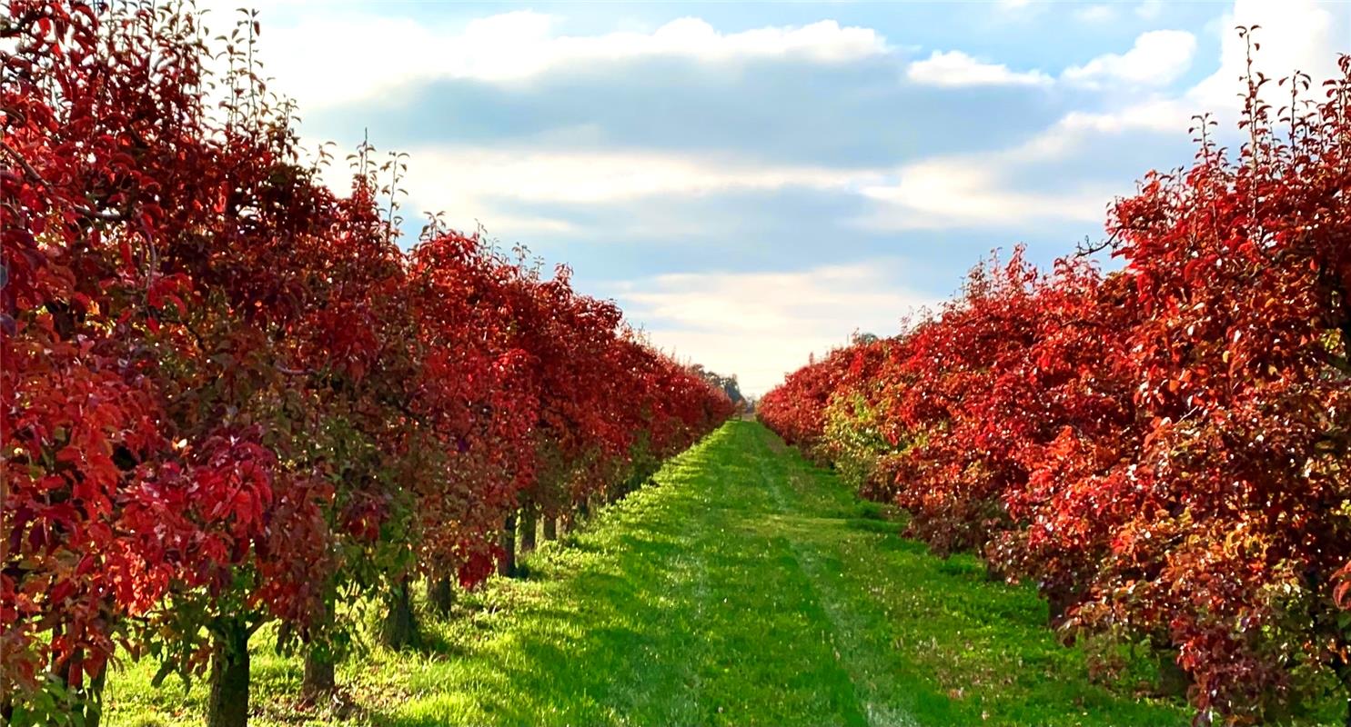 für Insta verwendet. Herbstlicher Apfelbaum-Spalier. Von Minja Rollinson aus Gäu...