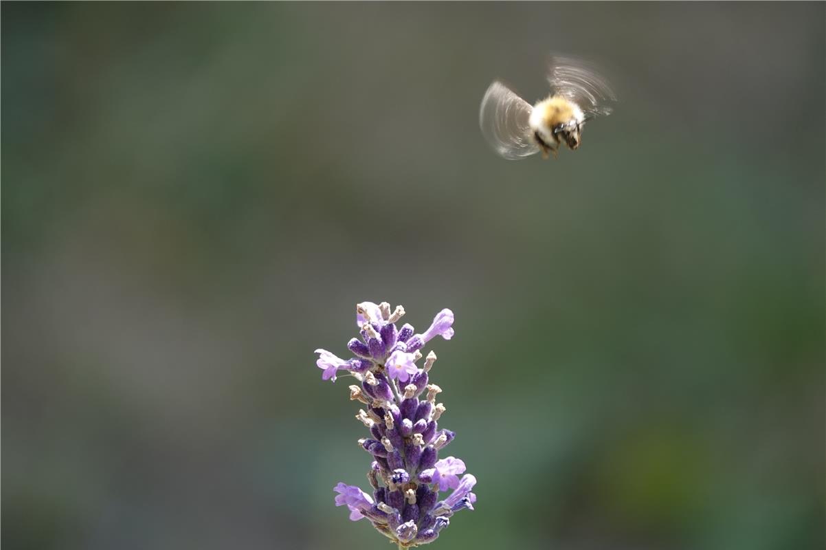 für Insta verwendet Hummel im Landeanflug. Von Axel Alt aus Altingen.