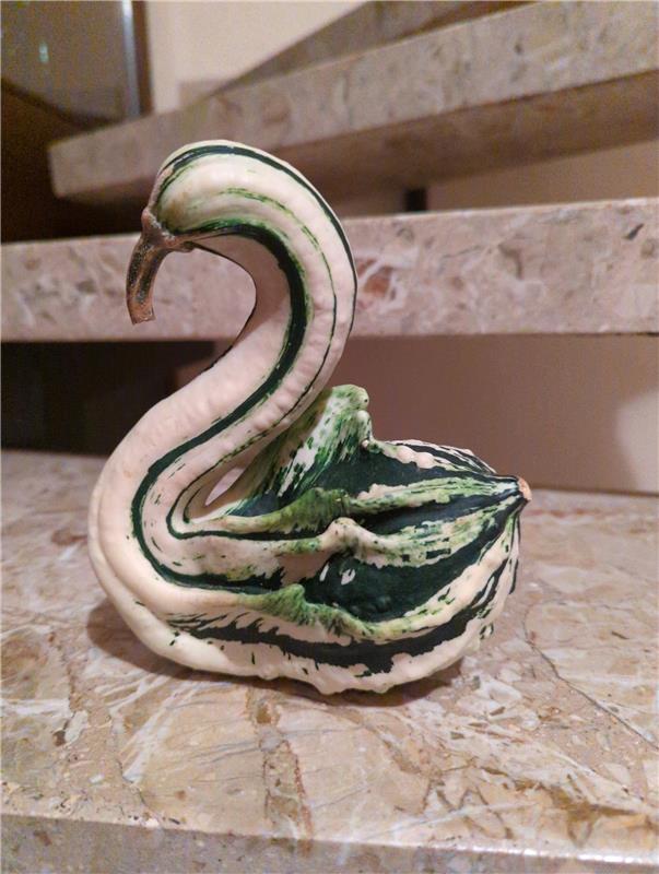 für Insta verwendet. Kurbisschwan  Von Matthias Buck aus Gäufelden.