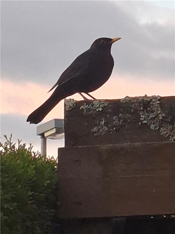 (für Insta verwendet) Lasst uns fröhlich Lieder singen ...  Von Maria Tabitha We...