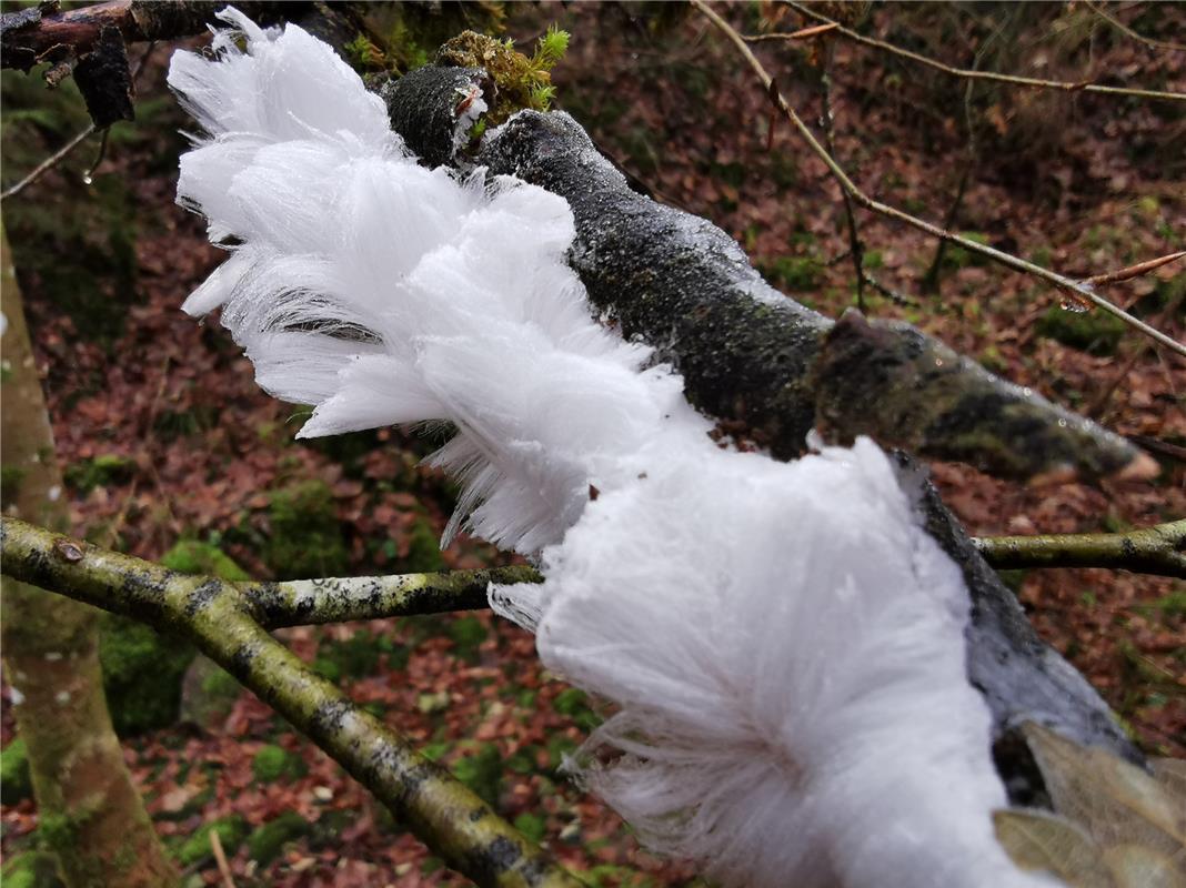für Insta verwendet. Naturphänomen Haareis.  Von Rainer Staib.