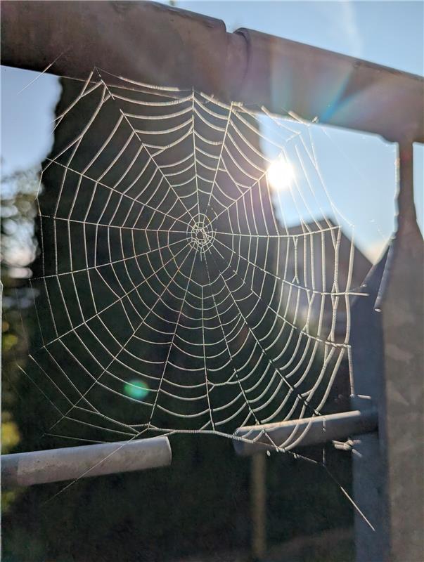 für Insta verwendet. Spinnenkunst in der Morgensonne!  Von Uli Hafner aus Decken...