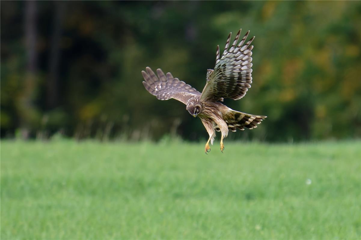 für Insta verwendet. Weibliche Kornweihe auf dem Durchzug bei der Nahrungssuche....
