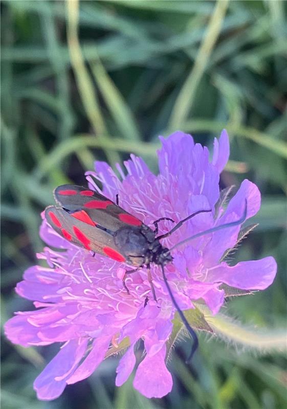 für Insta verwendet, Wundersame Natur.  Von Rainer Bruckner aus Herrenberg-Kuppi...