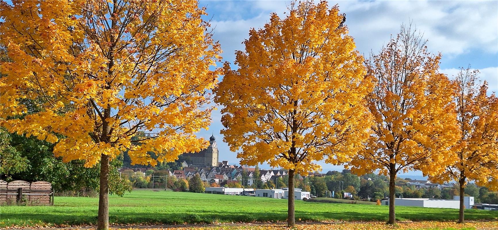für Insta verwendetHerbstlaub. Von Klaus Seidel aus Herrenberg.
