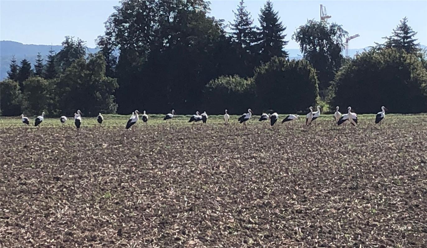 für Insta verwendt. Zwischenstopp der Störche auf einem Acker in Kuppingen.  Von...