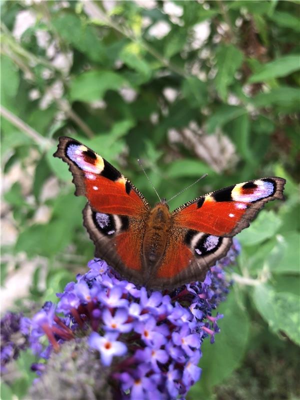 (für insta verwendet) Schmetterlinge sind wie fliegende Juwelen. Von Cornelia Ri...