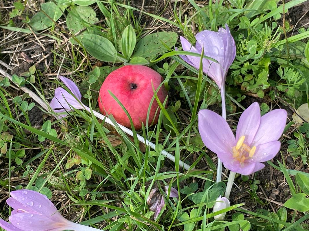 s‘herbschdlet ...  Von Helga Schmickl aus Herrenberg.