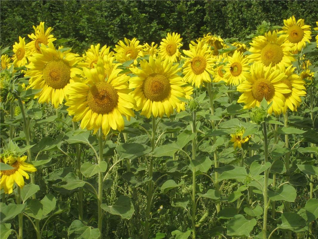 und alle recken den Kopf der Sonne entgegen... daher auch Sonnenblumen. Von Fran...