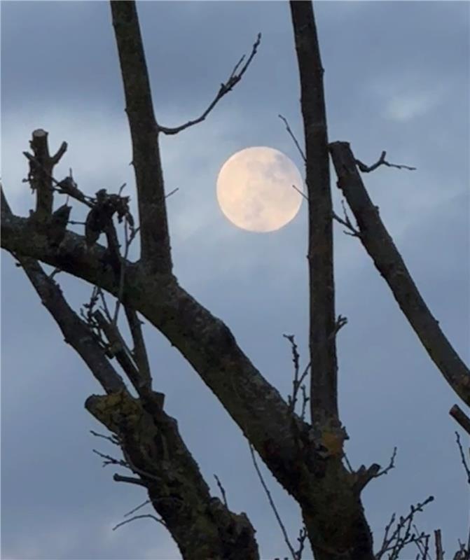 (veröffentlicht 14.01.26) Da hängt er, der Vollmond, wie eine vergessene Christb...